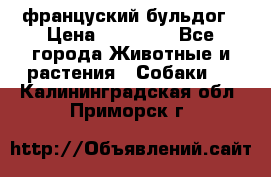 француский бульдог › Цена ­ 40 000 - Все города Животные и растения » Собаки   . Калининградская обл.,Приморск г.